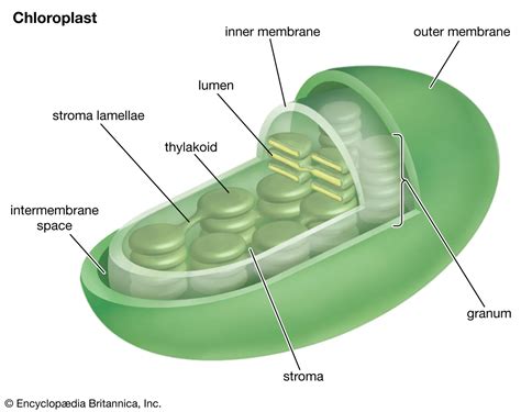Kloroplast nedir